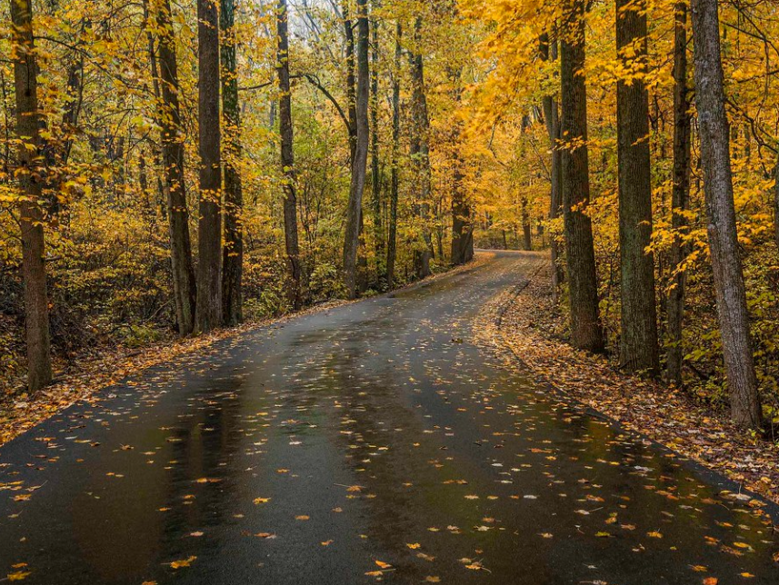 The Dangers of Wet Leaves on the Road and What to Do About Them